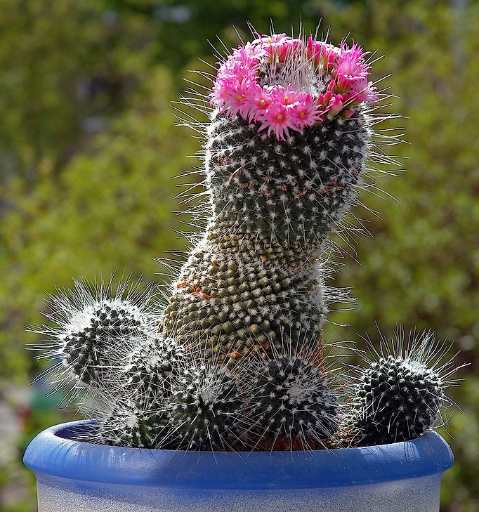 선인장 이미지