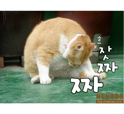 그루밍 이미지